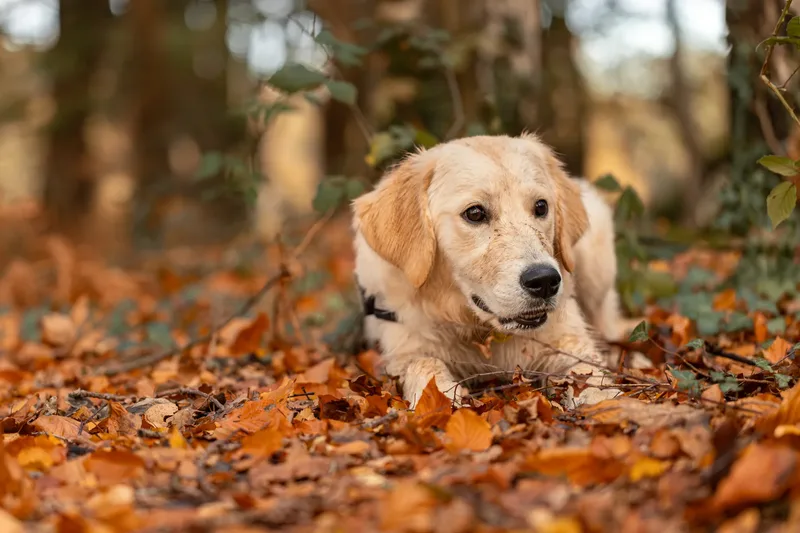 Ollie the golden (6 of 24)
