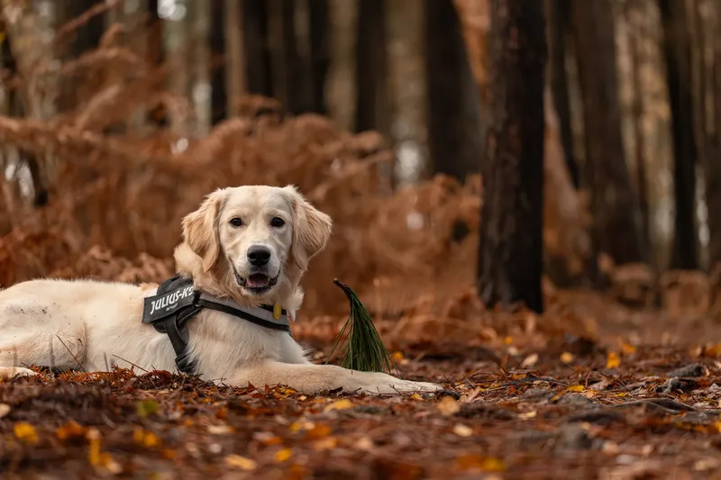Ollie the golden (24 of 24)