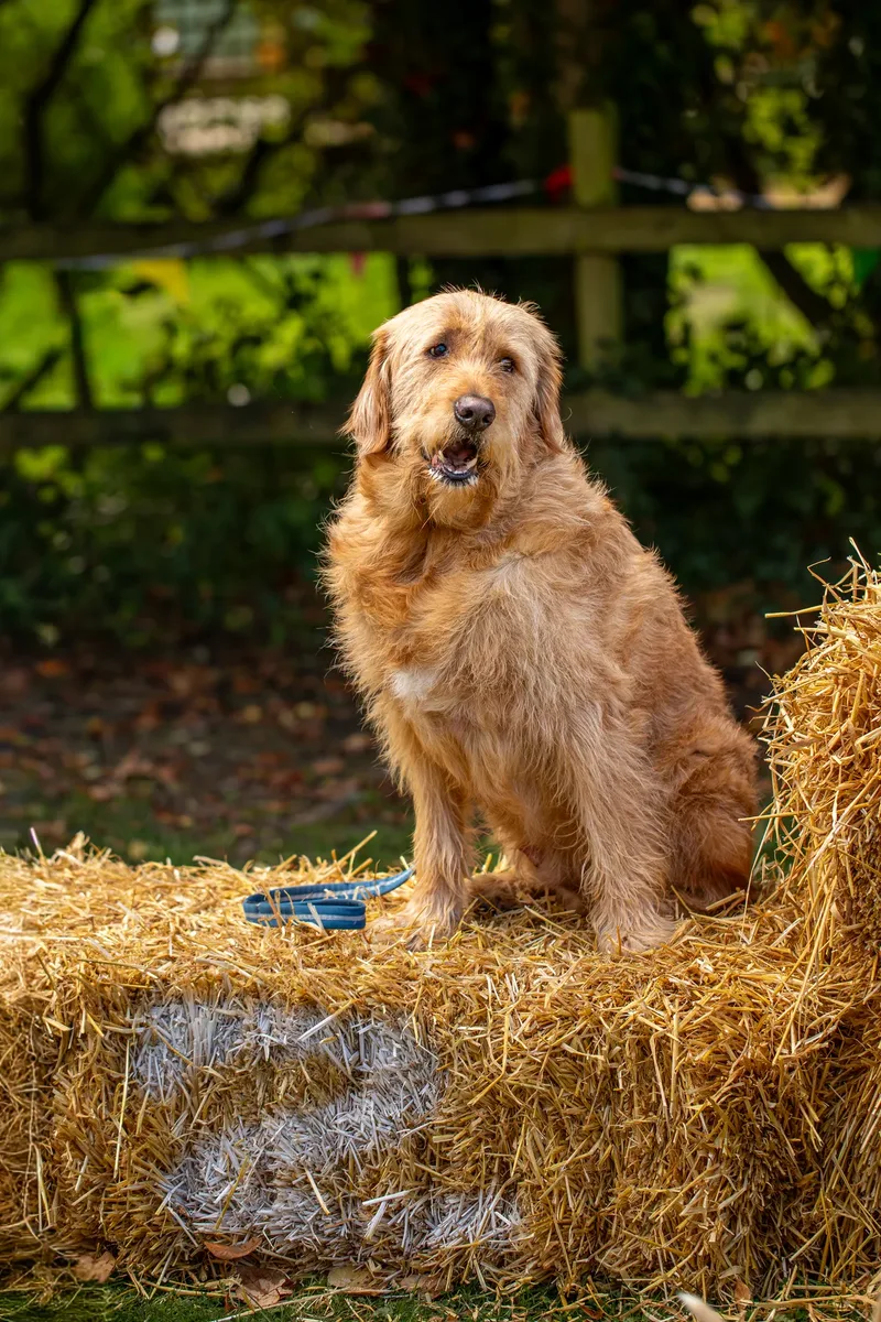 The Walled Garden Moreton – Dog show ceremony (20 of 24)
