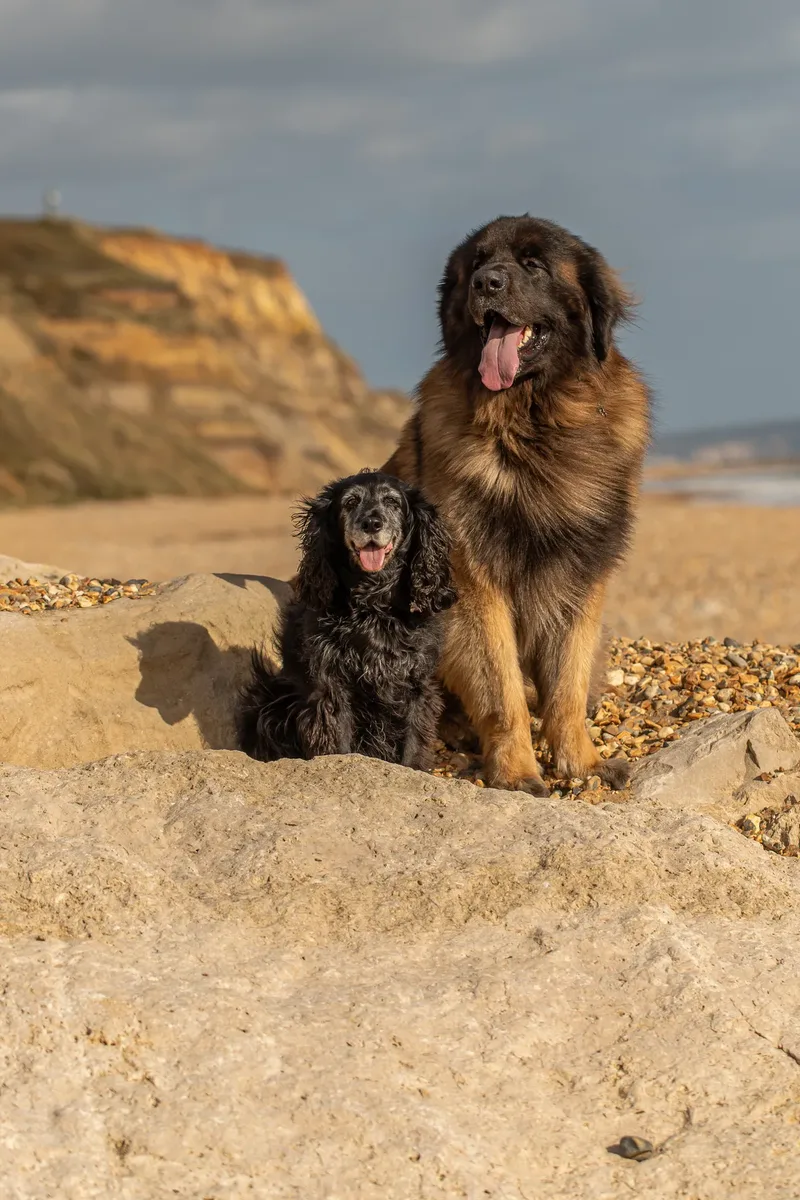 Koda and Cosmo (6 of 31)