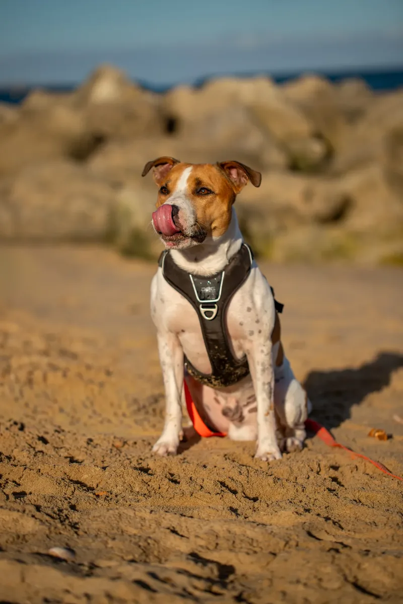 Dickie the Staffy (27 of 43)