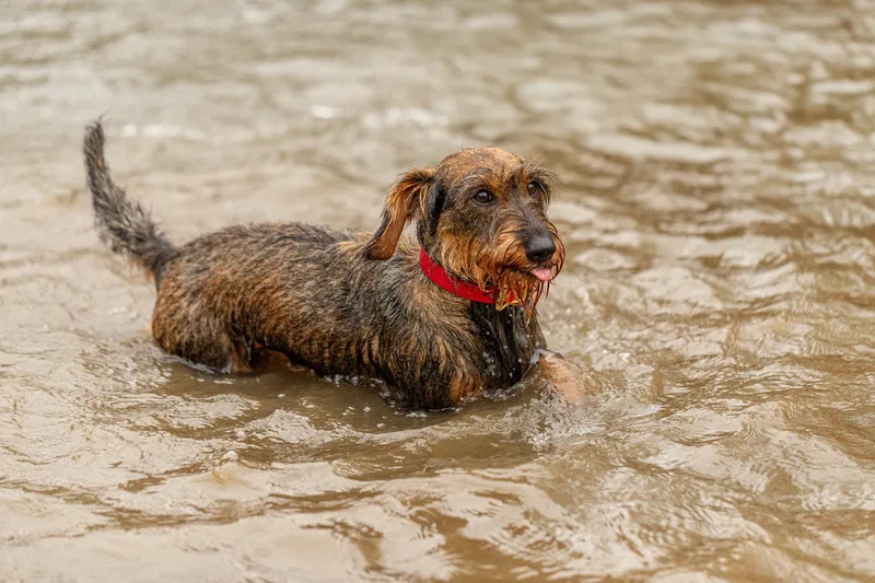 Wimborne Walkies (2 of 24)