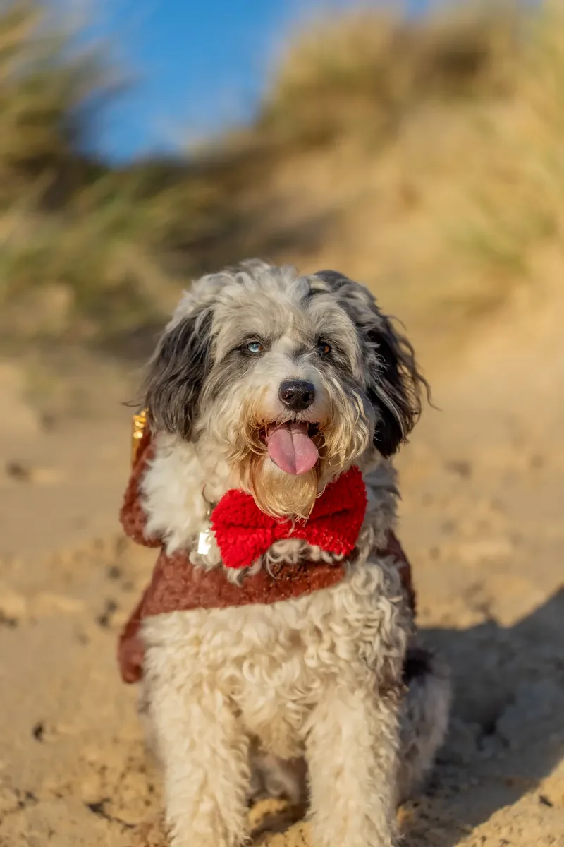Dougie Xmas beach shoot (5 of 24)