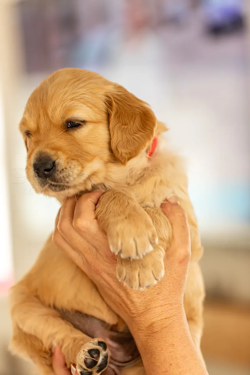 Golden Retriever Puppies (35 of 60)