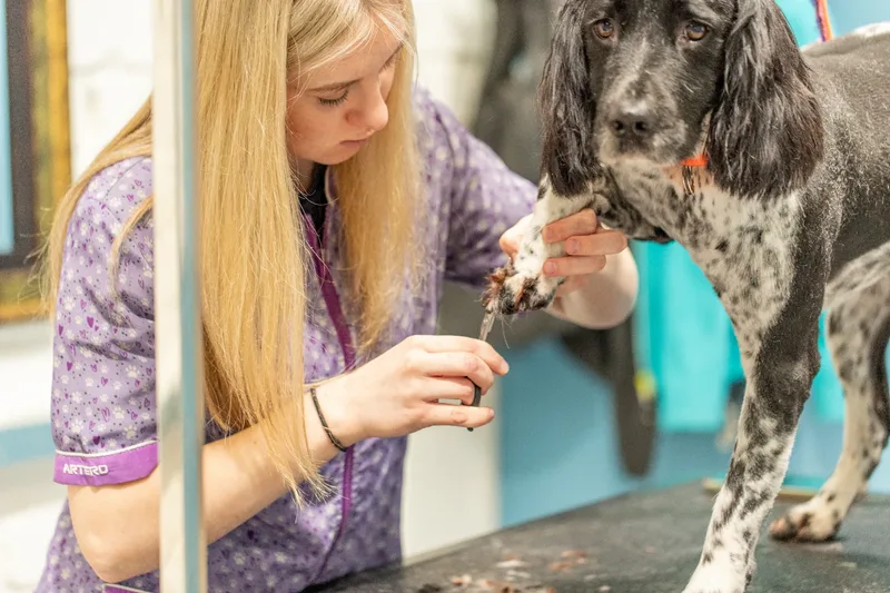 Doggie Styles Dog Groomers (8 of 13)