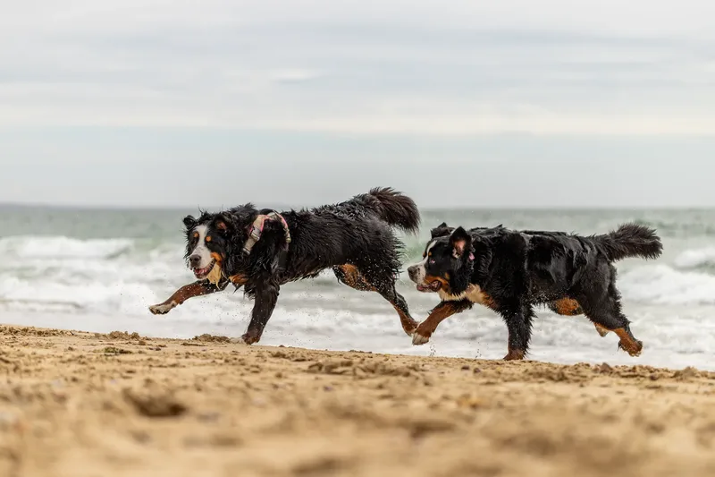 Berry the Bernese Mountain Dog (1 of 30)
