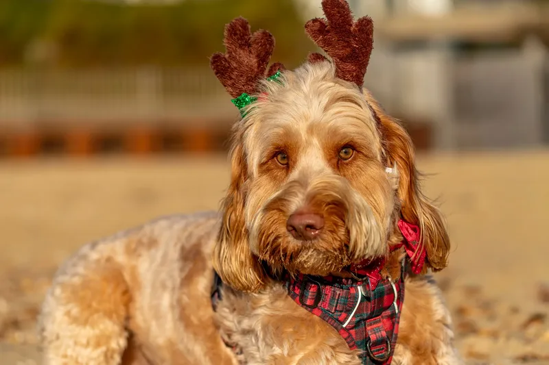 Toby Xmas beach shoot! (9 of 24)