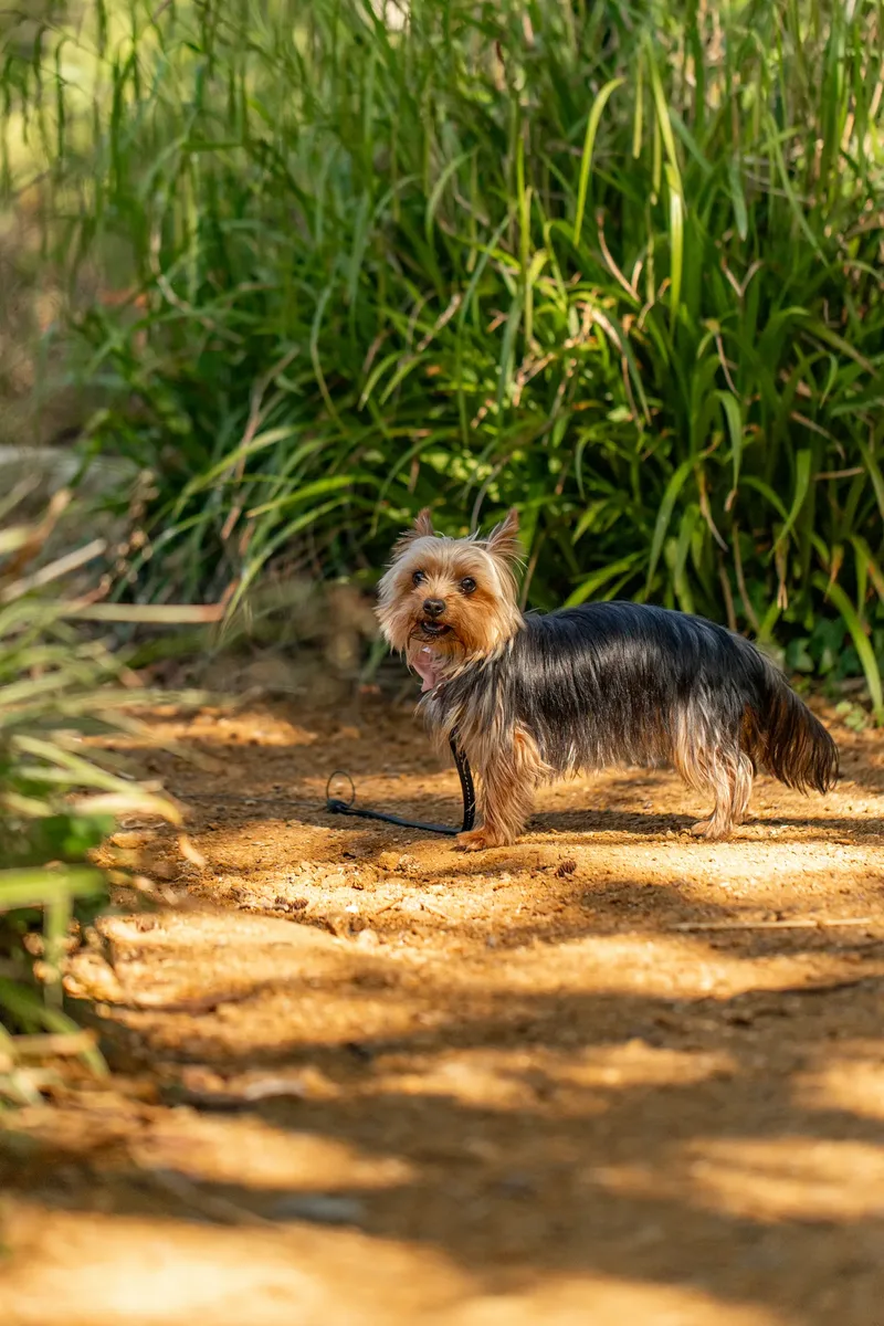 Willow – the mini yorkie (3 of 24)
