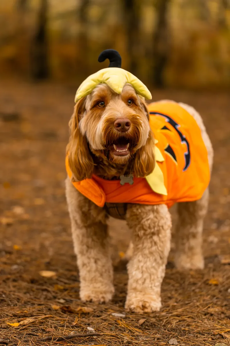 An Autumn Afternoon with Toby at Canford Heath (1 of 24)