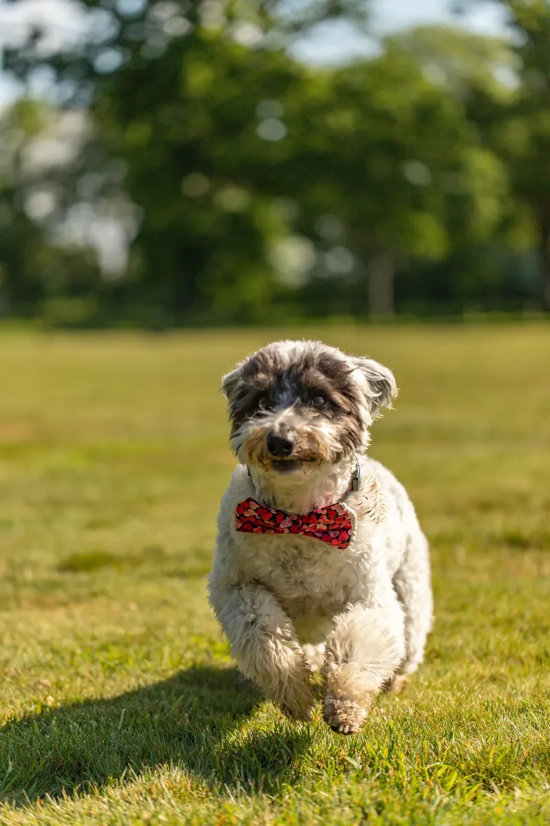 Dougie & Barney – The Bordoodle Cousins (8 of 22)