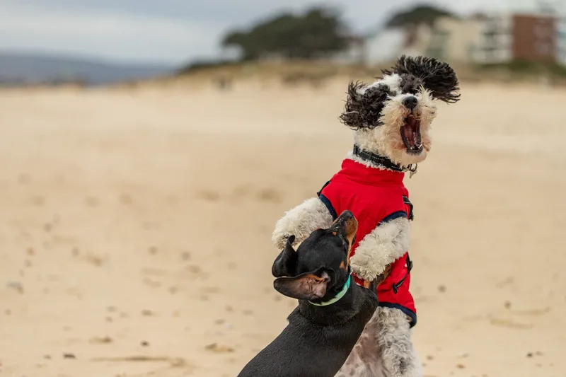 Ralph the Panda dog (8 of 15)