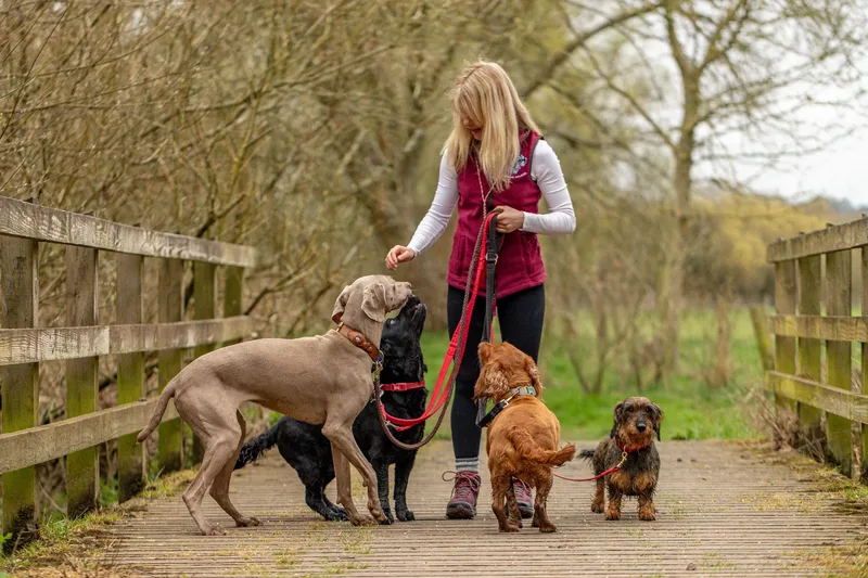 Wimborne Walkies