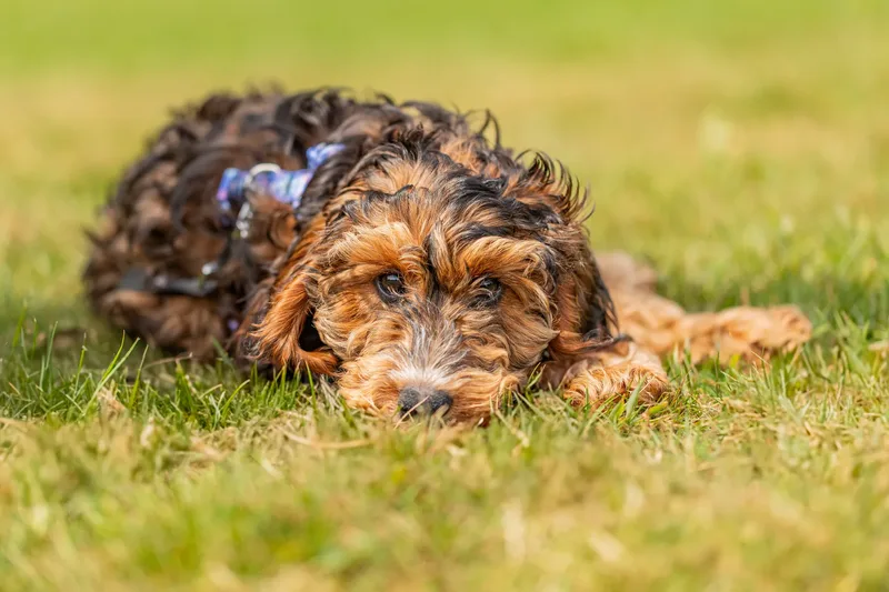 Luna the Cockapoo (8 of 24)