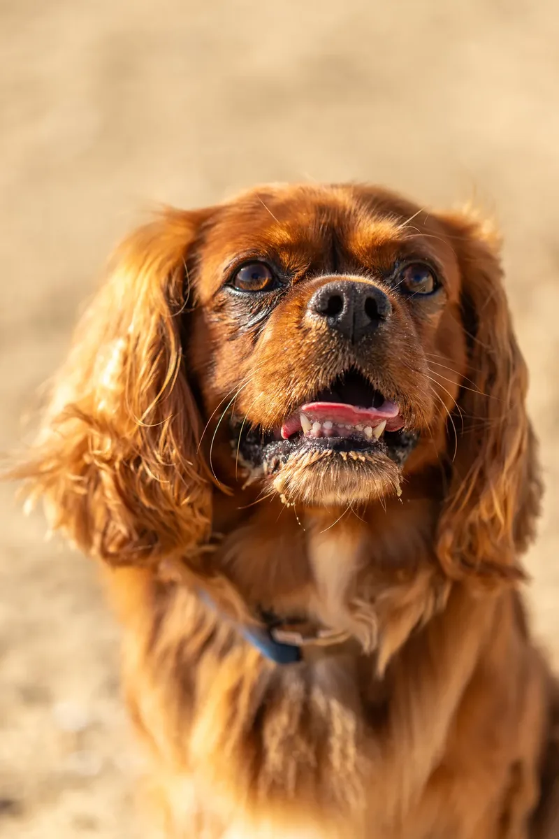 Rusty The Cavalier (23 of 24)