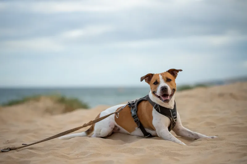 Dickie the Staffy (18 of 43)