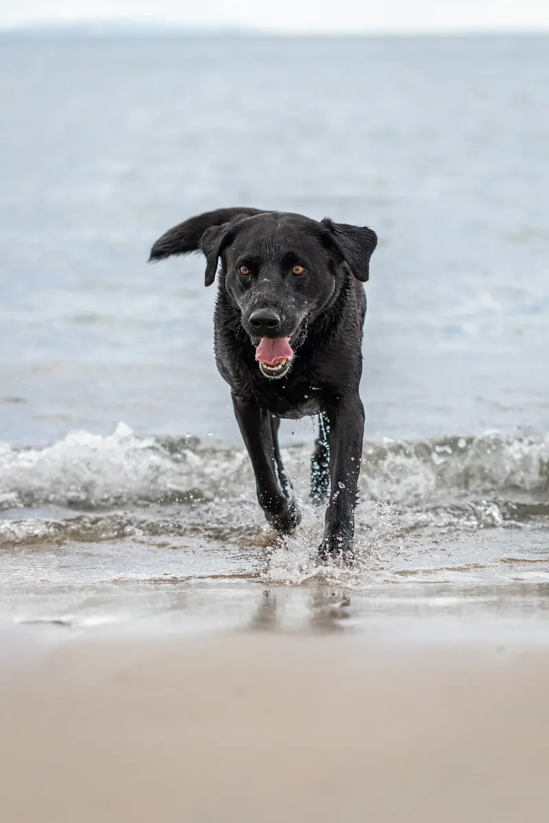 Stan the black lab (26 of 38)