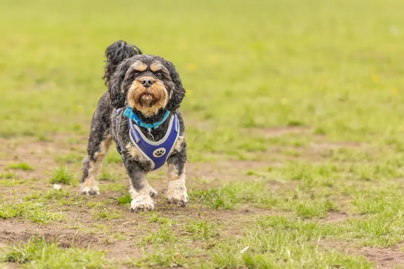 Muttley’s Doggy Day Care – Open Day Fun! 🐾 (10 of 24)