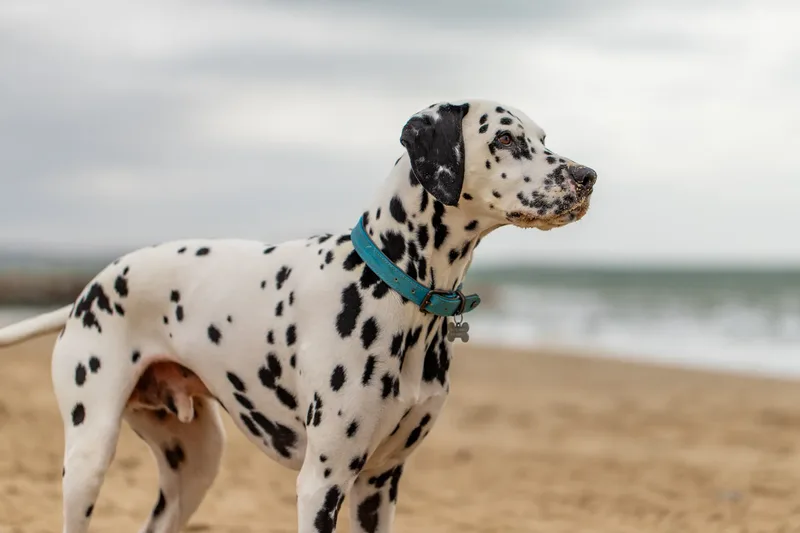 Domino the Dalmation (1 of 24)