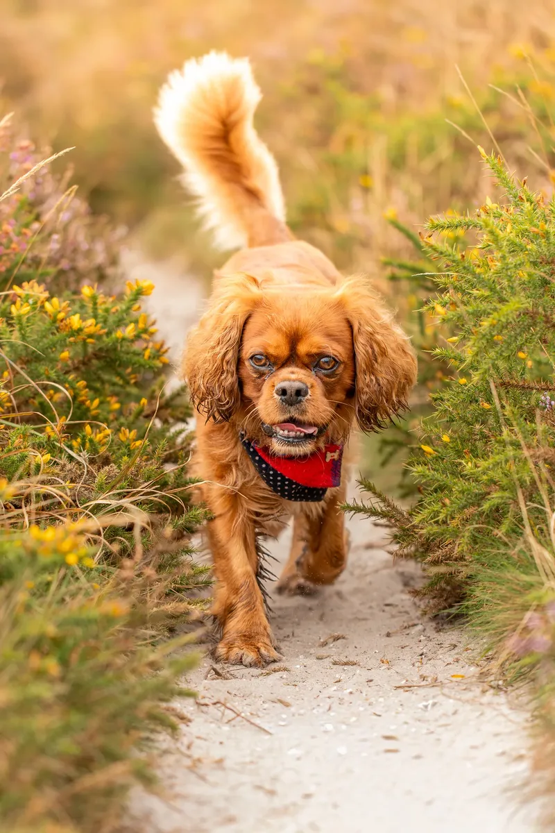 Rusty the Cav (4 of 24)