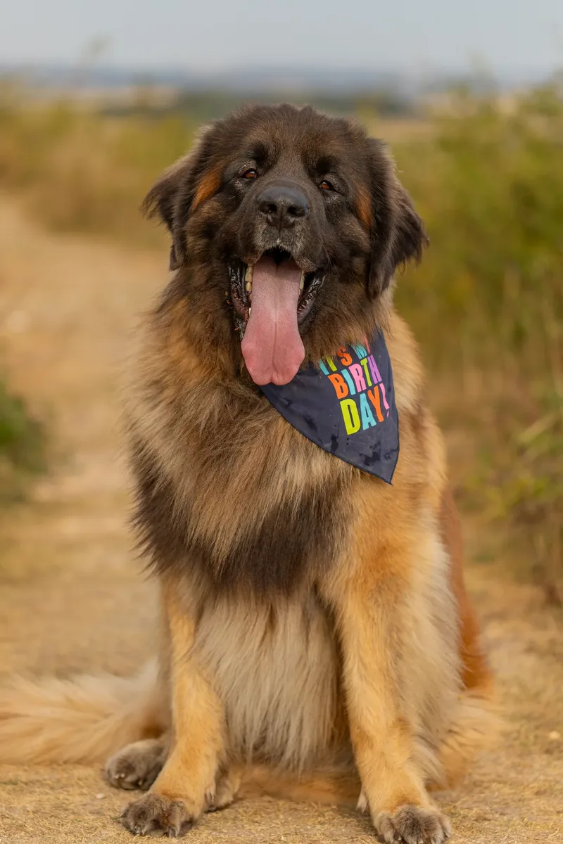 Koda
