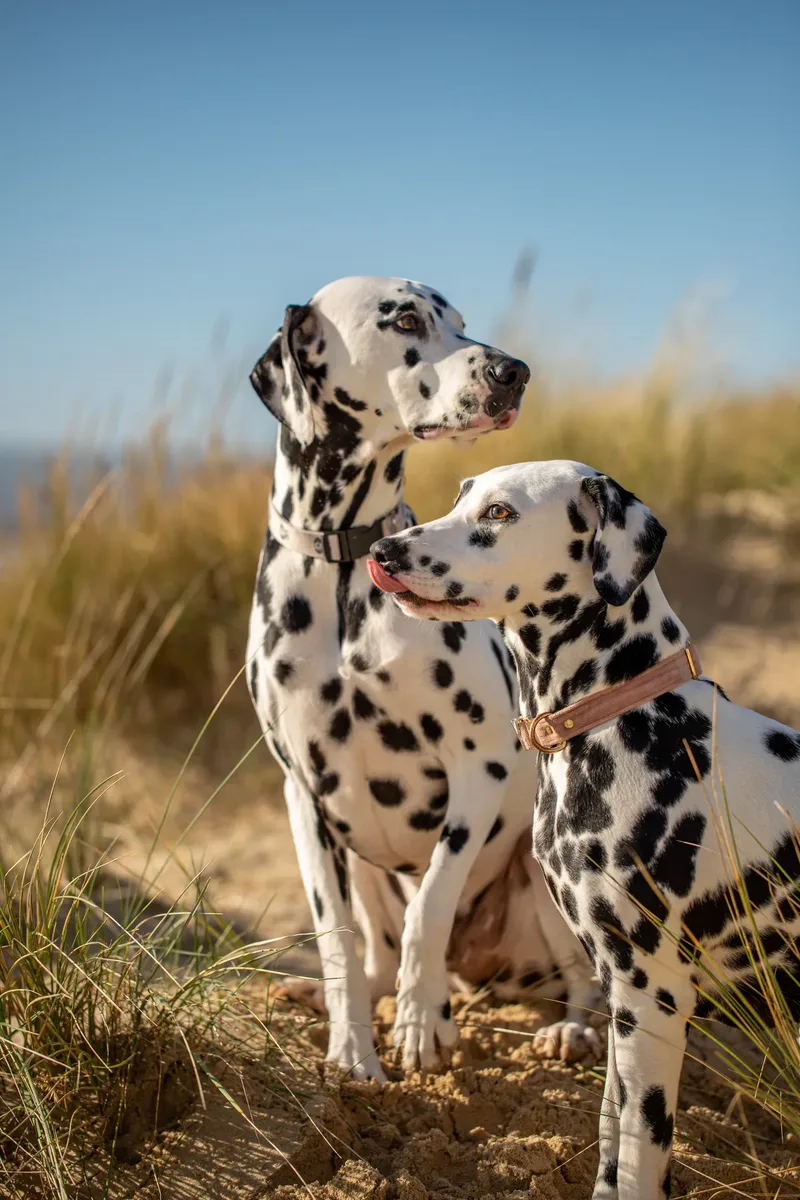 Perdy and Pongo (22 of 28)