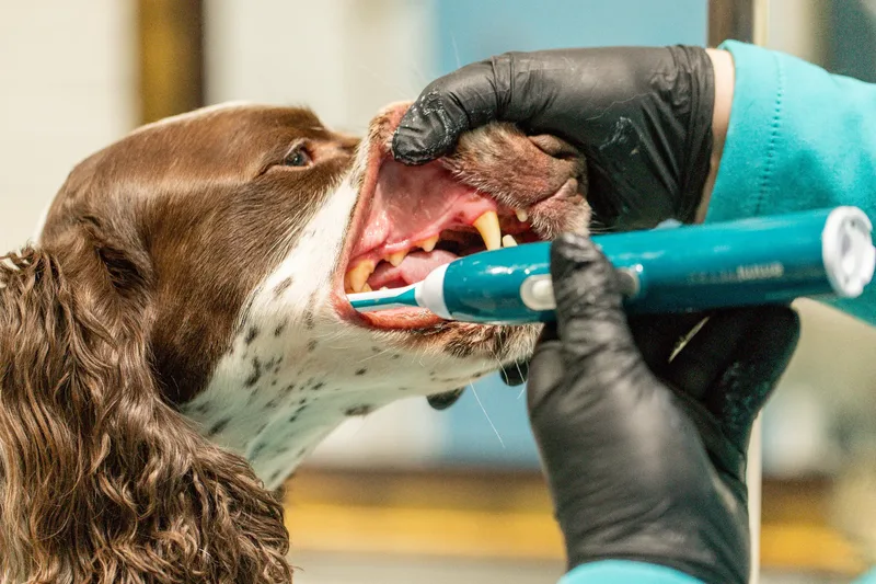 Doggie Styles Dog Groomers (4 of 13)