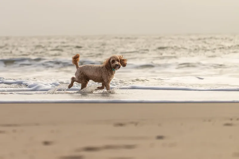 Teddy the Cockapoo (6 of 39)