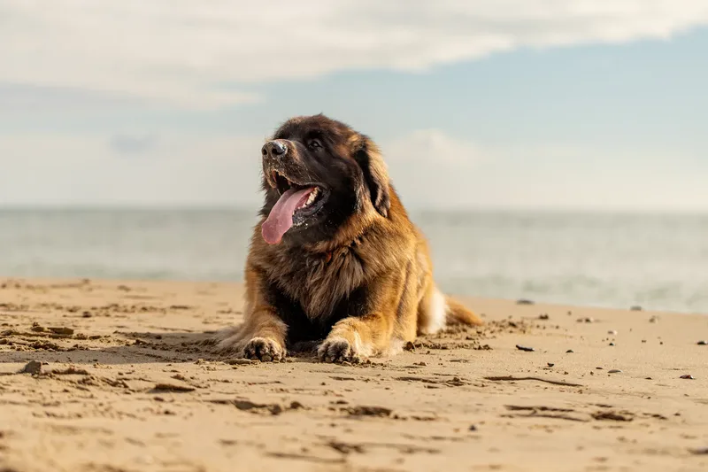 Koda the Leonberger (12 of 18)