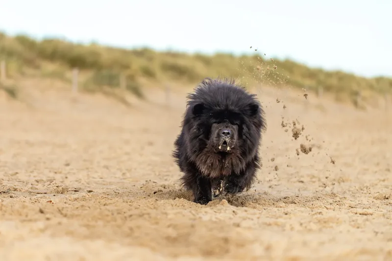Baloo and Estia on the beach (18 of 22)
