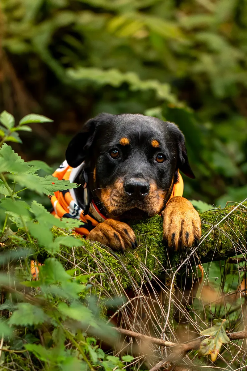 Karma the Rottie’s Halloween Shoot in Corfe Mullen (13 of 24)
