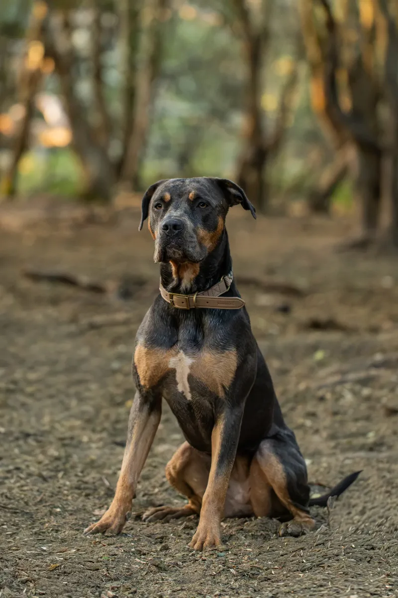 Shenzi