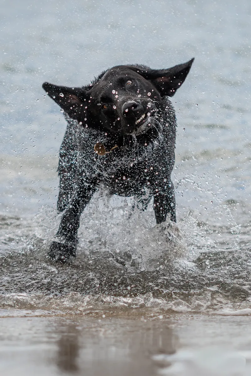 Stan the black lab (38 of 38)