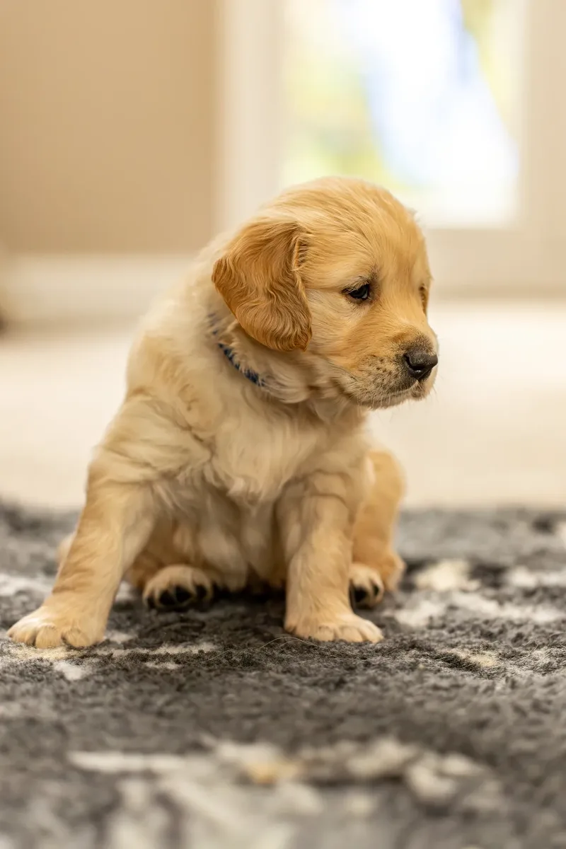 Golden Retriever Puppies (32 of 60)