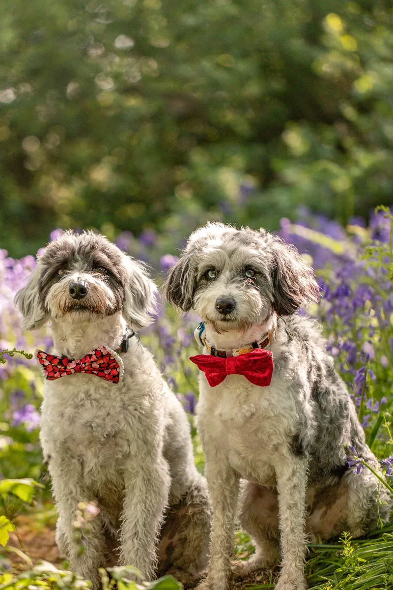 Dougie & Barney – The Bordoodle Cousins (22 of 22)
