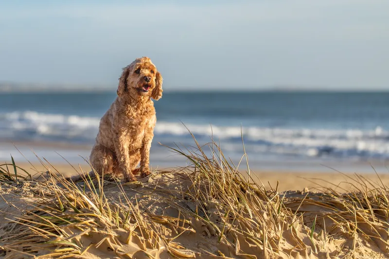 Red the Cavapoo (33 of 42)