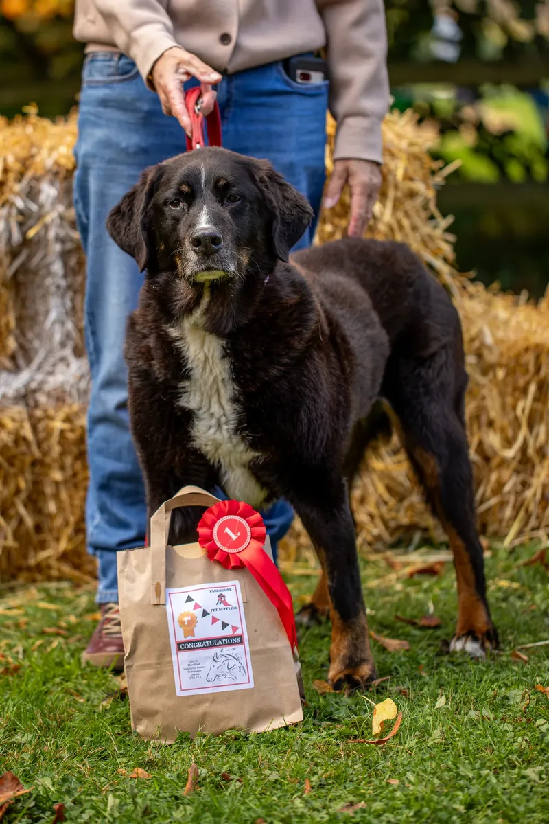 The Walled Garden Moreton – Dog show ceremony (22 of 24)
