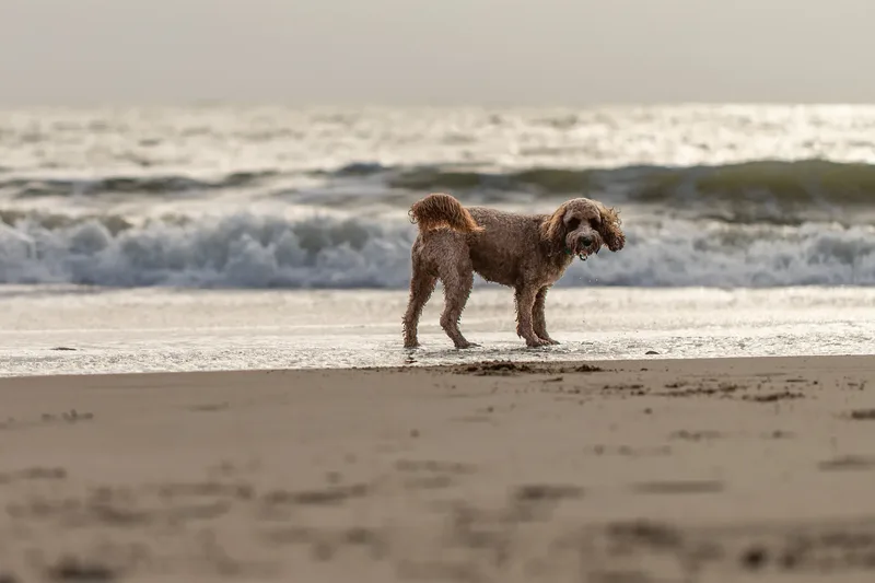 Teddy the Cockapoo (17 of 39)