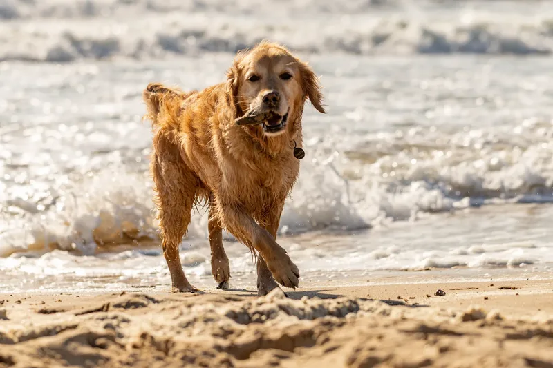 Hugo, Cookie, Flossie & Ralph (16 of 24)