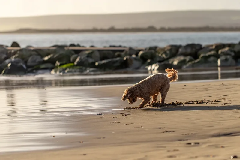 Red the Cavapoo (21 of 42)