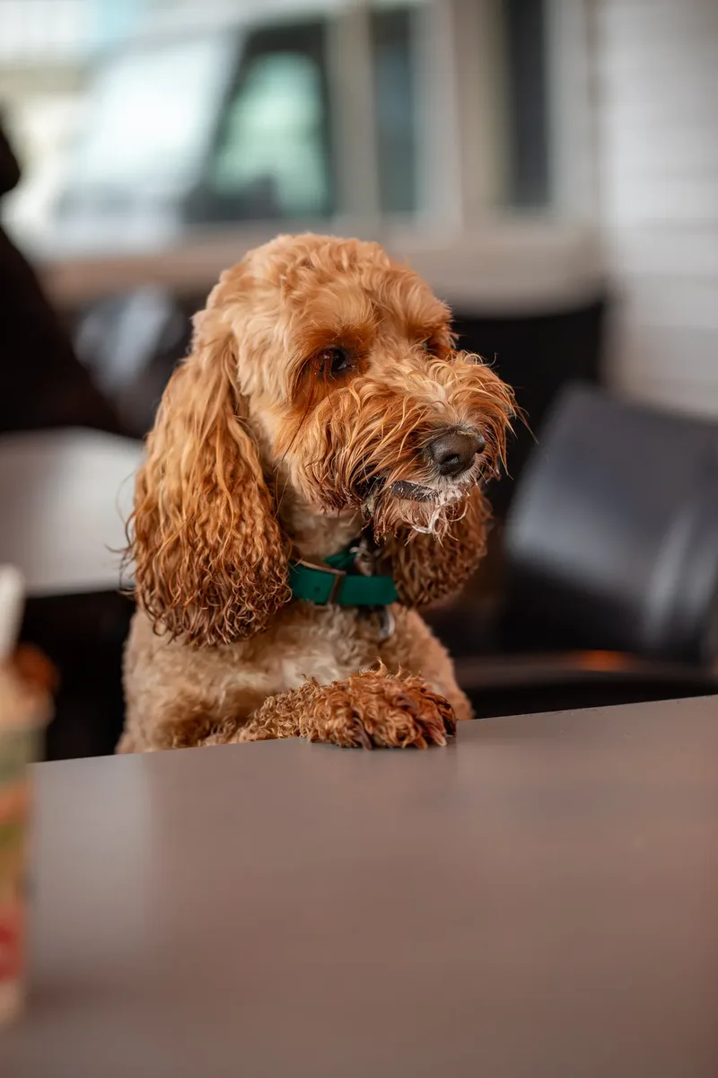 Teddy the Cockapoo (34 of 39)