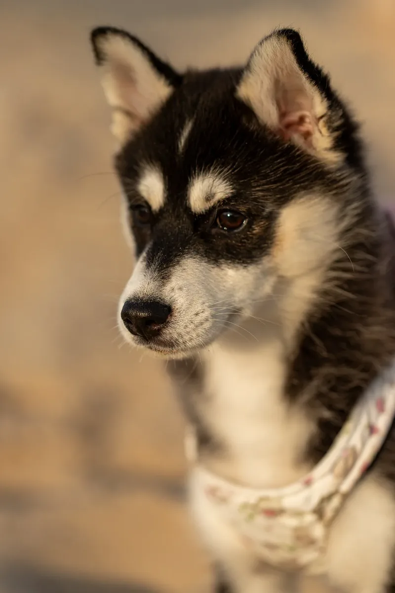 Mika