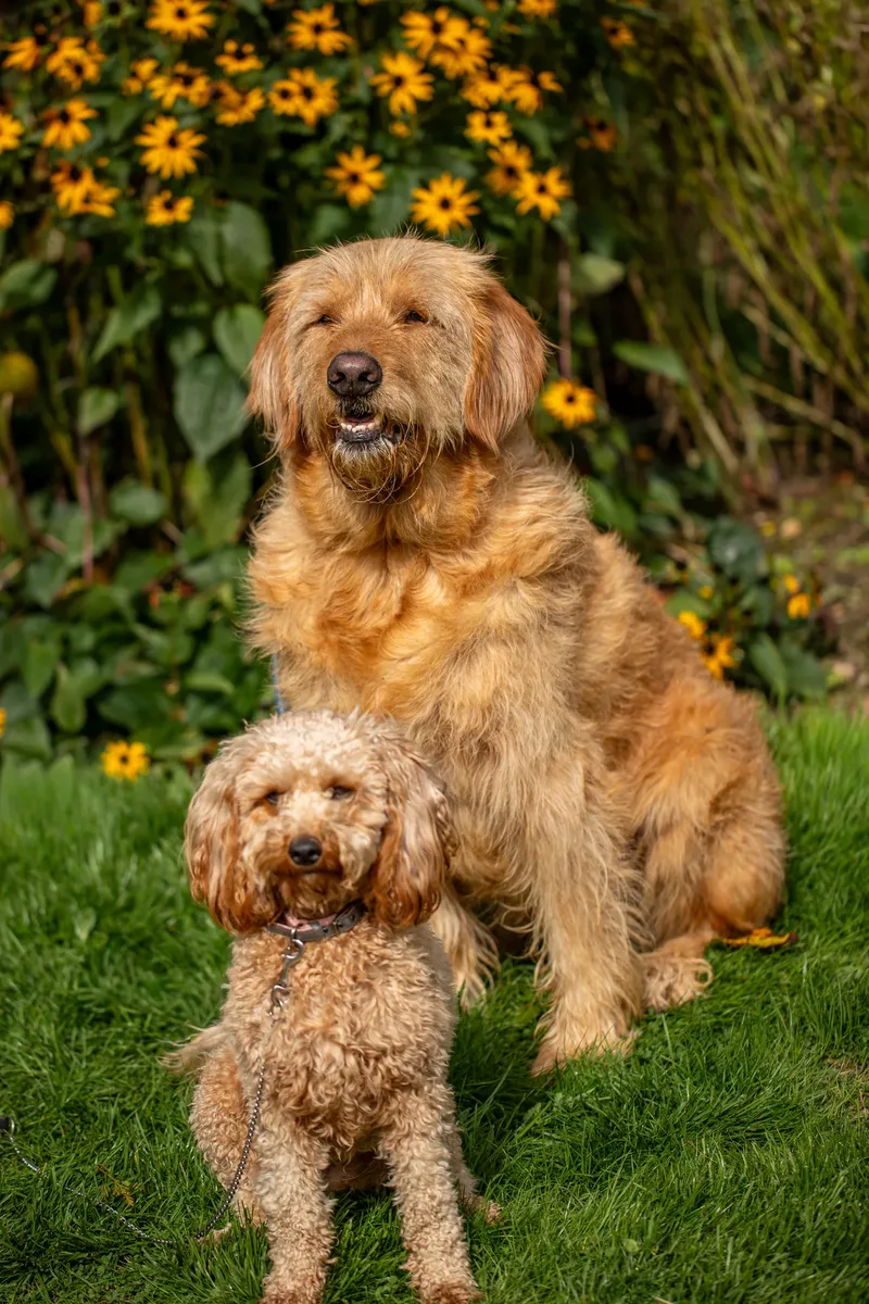 The Walled Garden Moreton – Dog show ceremony (8 of 24)