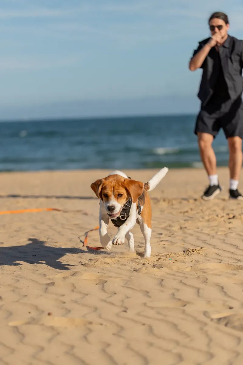 Dorset Dog Trainer – Branksome Chine (6 of 52)