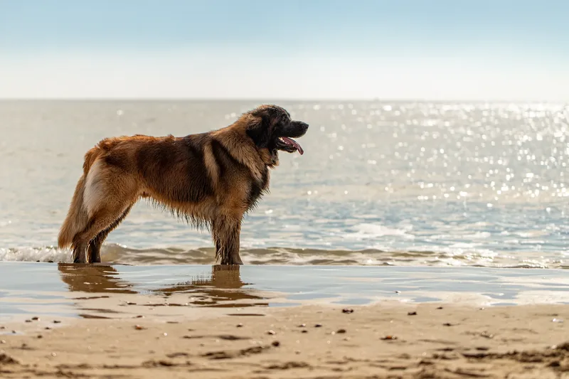 Koda the Leonberger (7 of 18)