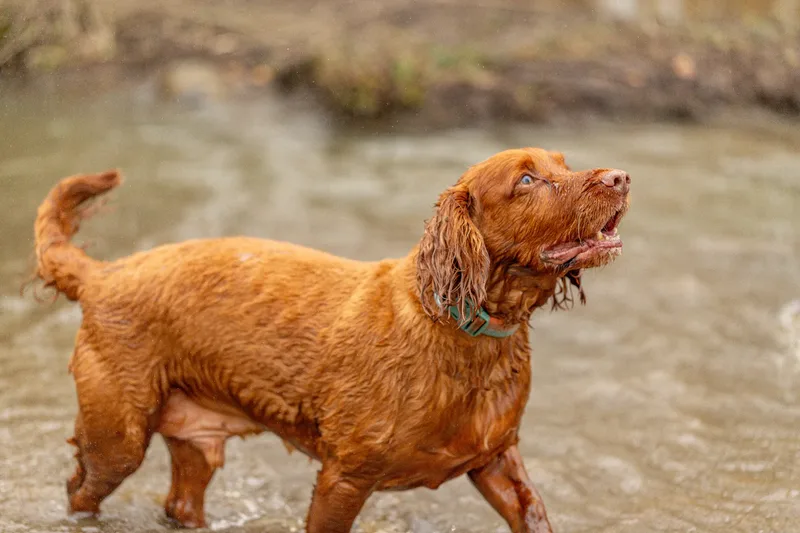Wimborne Walkies (5 of 24)