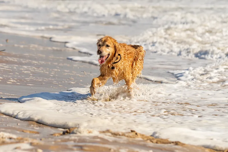 Hugo, Cookie, Flossie & Ralph (4 of 24)