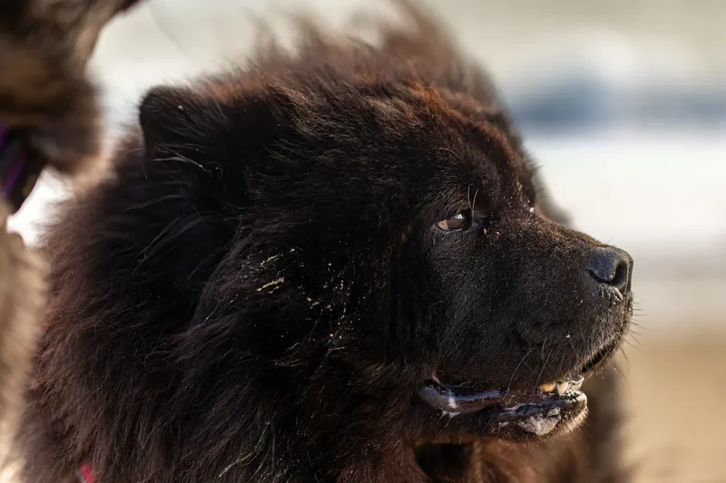 Baloo and Estia on the beach (13 of 22)