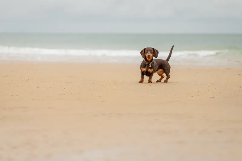 Spring Beach Mini Sessions (50 of 105)