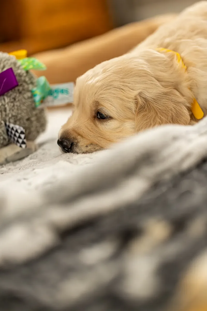 Golden Retriever Puppies (53 of 60)
