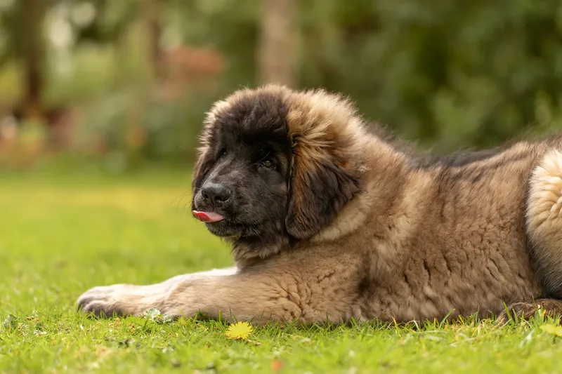 Alfie the Leonberger Puppy (23 of 41)